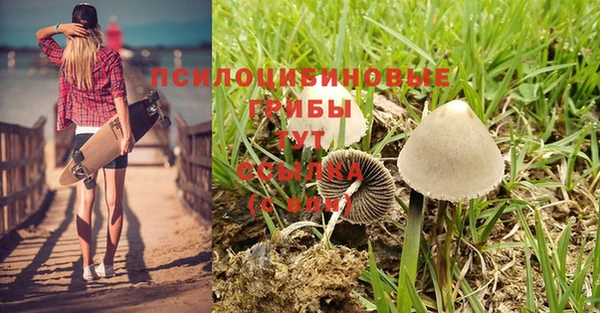 ПСИЛОЦИБИНОВЫЕ ГРИБЫ Чита
